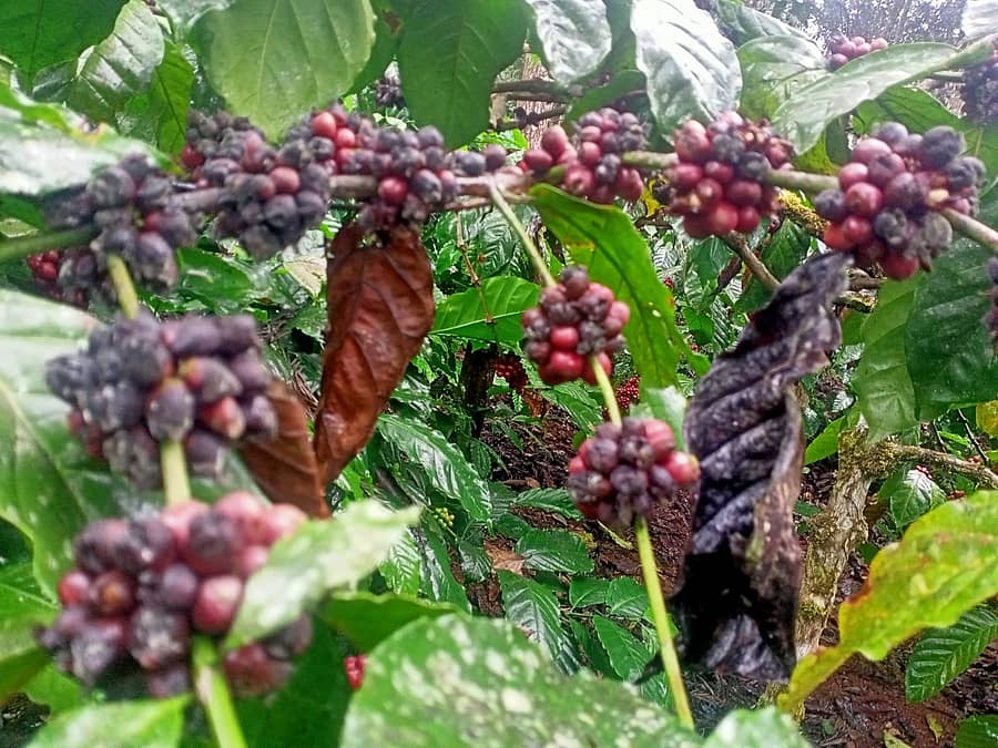 ನಾಪೋಕ್ಲು ಹೊರವಲಯದ ಕಾಫಿ ತೋಟವೊಂದರಲ್ಲಿ ರೊಬಸ್ಟಾ ಕಾಫಿ ಹಣ್ಣಾಗಿರುವುದು.