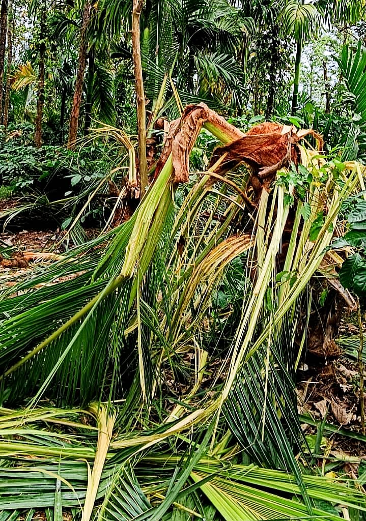 ಕಾಫಿ ತೋಟದಲ್ಲಿದ್ದ ತೆಂಗಿನ ಮರವನ್ನು ಕಾಡಾನೆ ಮುರಿದು ಹಾಕಿರುವುದು