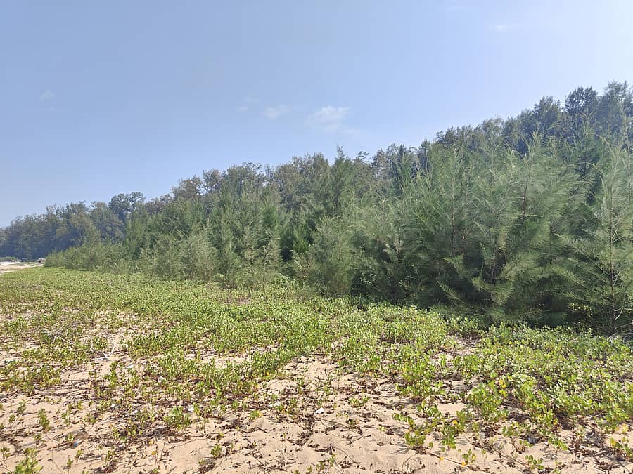 ಕಾರವಾರದ ದೇವಬಾಗ ಕಡಲತೀರದಲ್ಲಿ ವಿಫುಲವಾಗಿ ಬೆಳೆದುಕೊಂಡಿರುವ ಕ್ಯಾಸುರಿನಾ (ಗಾಳಿ ಗಿಡ) ಗಿಡಗಳು.