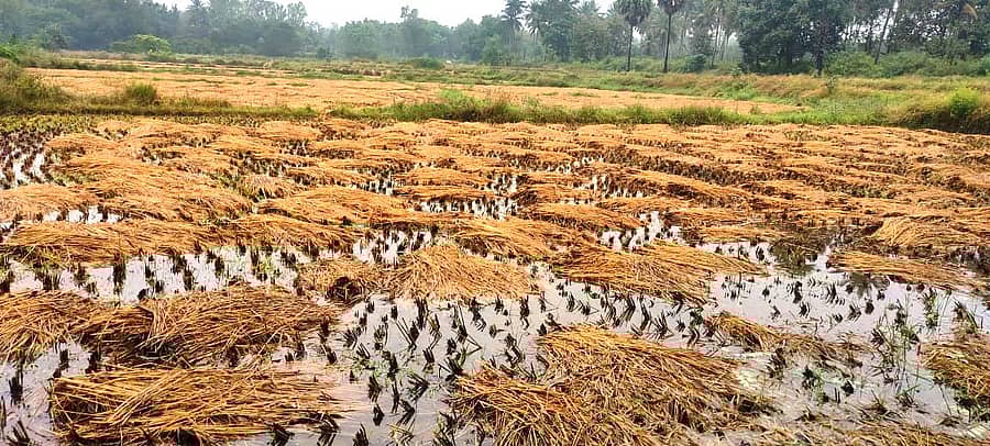 ಕೊಣನೂರು ಹೋಬಳಿಯ ಬಿಸಲಹಳ್ಳಿಯ ಸಮೀಪ ಭತ್ತದ ಅರಿಗಳು ನೀರಿನಲ್ಲಿ ತೇಲುತ್ತಿರುವುದು