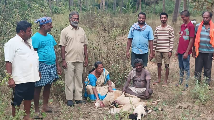 ನಾಗಮಂಗಲ ತಾಲ್ಲೂಕಿನ ಹರಳಕೆರೆ ಗ್ರಾಮದ ಹೊರವಲಯದಲ್ಲಿ ಚಿರತೆ ದಾಳಿಗೆ ಸಿಲುಕಿ ಸಾವನ್ನಪ್ಪಿದ ಕುರಿಗಳು