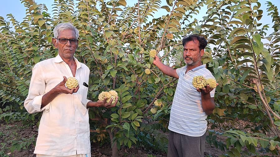 ವಾಡಿ ಸಮೀಪದ ಬಳವಡಗಿ ಗ್ರಾಮದ ತೋಟದಲ್ಲಿ ಬೆಳೆದಿರುವ ಸೀತಾಫಲ ಹಣ್ಣಿನೊಂದಿಗೆ ರೈತ ಬಸವರಾಜ ಸಜ್ಜನ