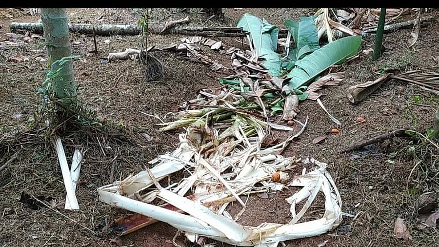 ಪುತ್ತೂರು ತಾಲ್ಲೂಕಿನ ಪೆರ್ನಾಜೆಯ ಕೃಷಿಕ ಕುಮಾರ್ ಪೆರ್ನಾಜೆ ಅವರ ತೋಟಕ್ಕೆ ನುಗ್ಗಿದ ಕಾಡಾನೆ ಬಾಳೆಗಿಡಗಳನ್ನು ಮುರಿದು ಹಾಕಿರುವುದು