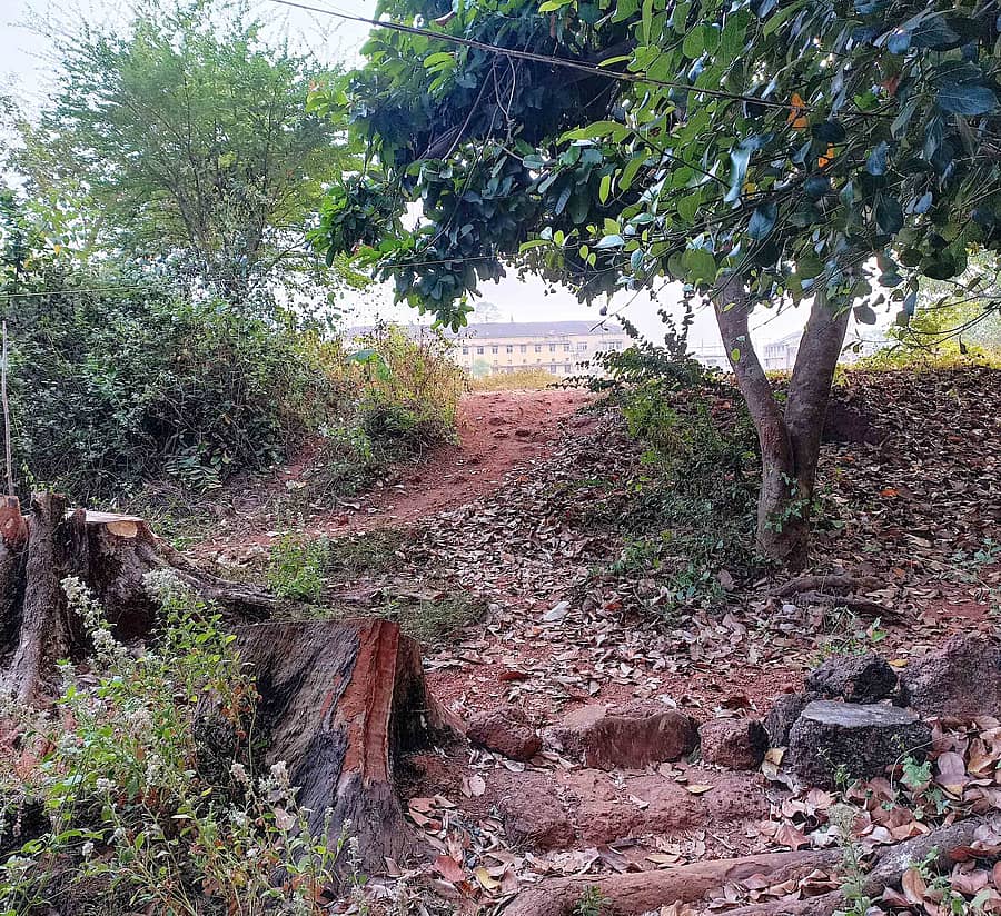 ಕುಮಟಾದ ಡಾ.ಬಾಳಿಗಾ ಕಾಲೇಜು ಮೈದಾನದಿಂದ ಬೀಡಾಡಿ ದನಗಳು ಓಡಾಡುವ ದಾರಿ
