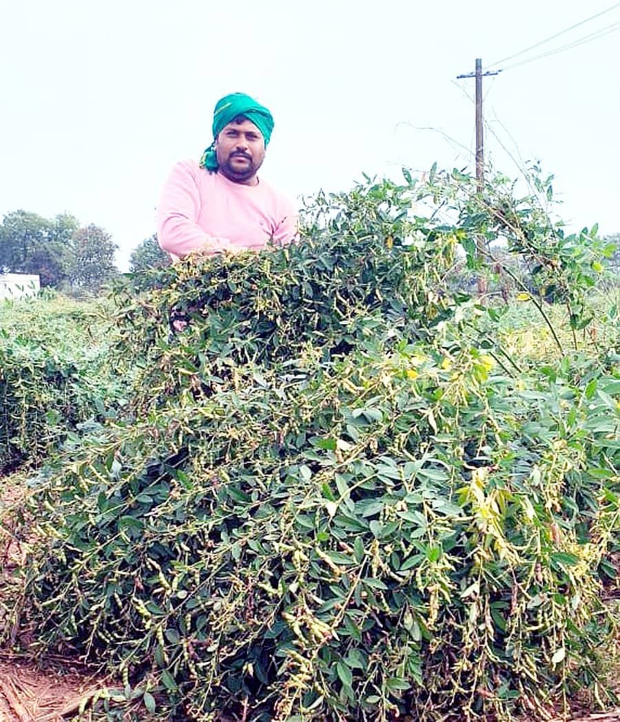 ಹರಪನಹಳ್ಳಿ ತಾಲ್ಲೂಕು ಅನಂತನಹಳ್ಳಿಯಲ್ಲಿ ಸಮೃದ್ಧವಾಗಿ ಬೆಳೆದ ತೊಗರಿ ಗಿಡ