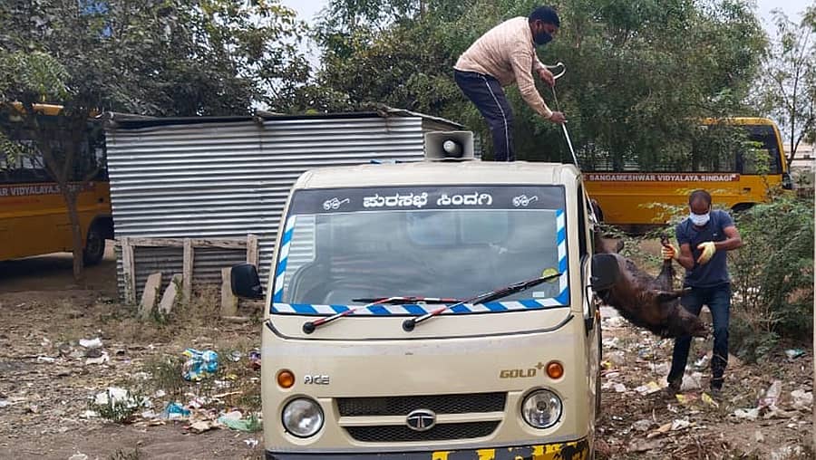 ಸಿಂದಗಿ ಪಟ್ಟಣದ 23ನೇ ವಾರ್ಡ್ ಶಾಂತವೀರ ನಗರದಲ್ಲಿ ಪುರಸಭೆ ಕಾರ್ಮಿಕರು ಸತ್ತ ಹಂದಿಯನ್ನು ಸಾಗಿಸಿದರು