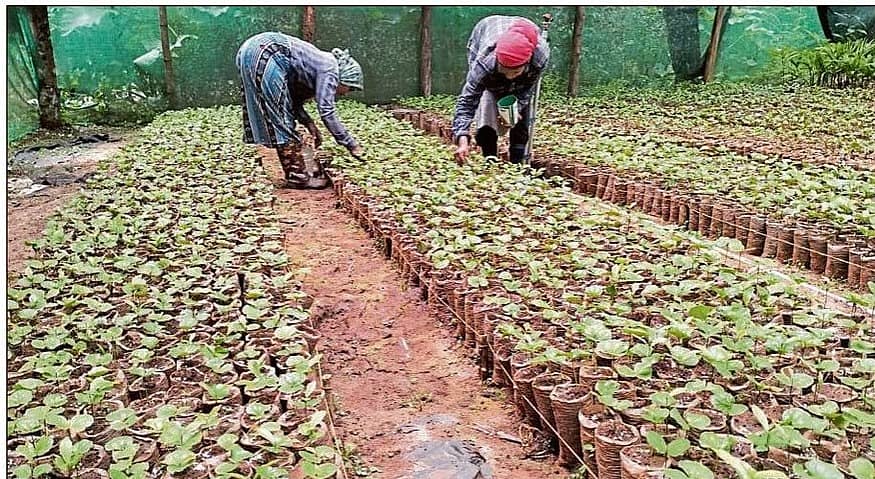 <div class="paragraphs"><p>ಸಸ್ಯಾಗಾರದಲ್ಲಿ ಗಿಡಗಳ ಹಾರೈಕೆ ಮಾಡುತ್ತಿರುವುದು</p></div><div class="paragraphs"></div><div class="paragraphs"><p><br></p></div>