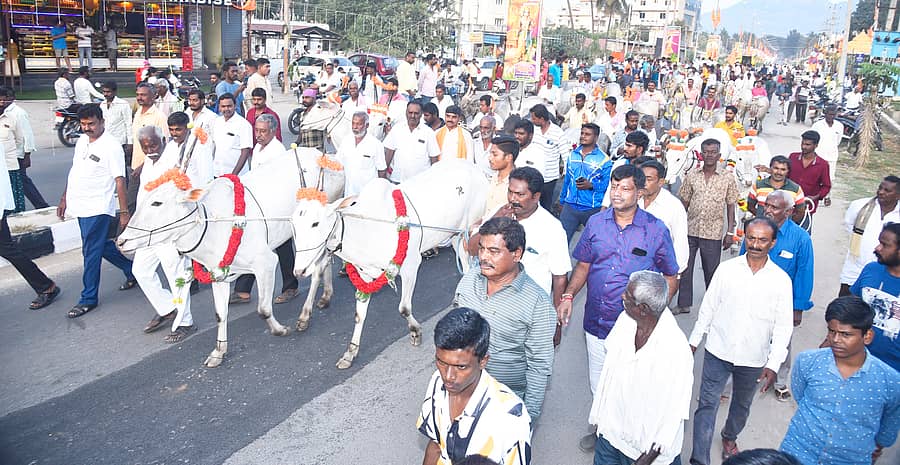 ತುಮಕೂರಿನ ಭಾಗ್ಯನಗರದಲ್ಲಿ ಸೋಮವಾರ ಮಕರ ಸಂಕ್ರಾಂತಿ ಪ್ರಯುಕ್ತ ಹಸು ಮತ್ತು ಜೋಡೆತ್ತಿನ ಮೆರವಣಿಗೆ ನಡೆಯಿತು