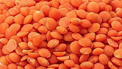 <div class="paragraphs"><p>ಚೆನ್ನಂಗಿ ಬೇಳೆ (ಪ್ರಾತಿನಿಧಿಕ ಚಿತ್ರ)</p></div>