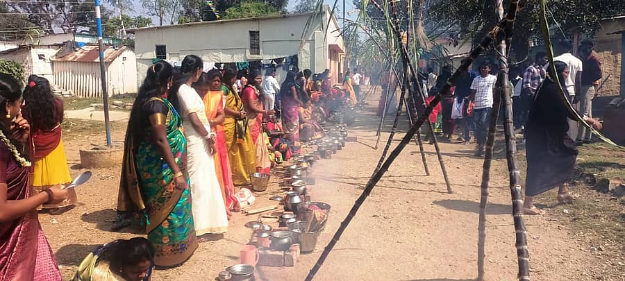 ಕೆಜಿಎಫ್‌ ಚಾಂಪಿಯನ್ ರೀಫ್ಸ್ ಕೆಎನ್‌ಜೆಎಎಸ್‌ ಬ್ಲಾಕ್‌ನಲ್ಲಿ ಸೋಮವಾರ ಪೊಂಗಲ್‌ ಹಬ್ಬದ ಅಂಗವಾಗಿ ರಸ್ತೆಯಲ್ಲಿ ಸಾಂಕೇತಿಕವಾಗಿ ಪೊಂಗಲ್‌ ತಯಾರು ಮಾಡಲಾಯಿತು.