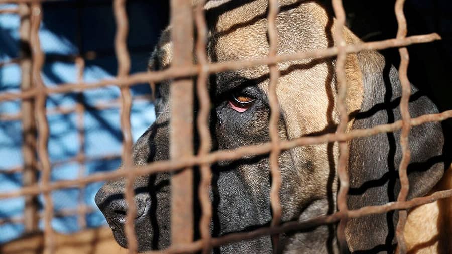 <div class="paragraphs"><p>ನಾಯಿ ಮಾಂಸ ನಿಷೇಧ ಮಸೂದೆ</p></div>