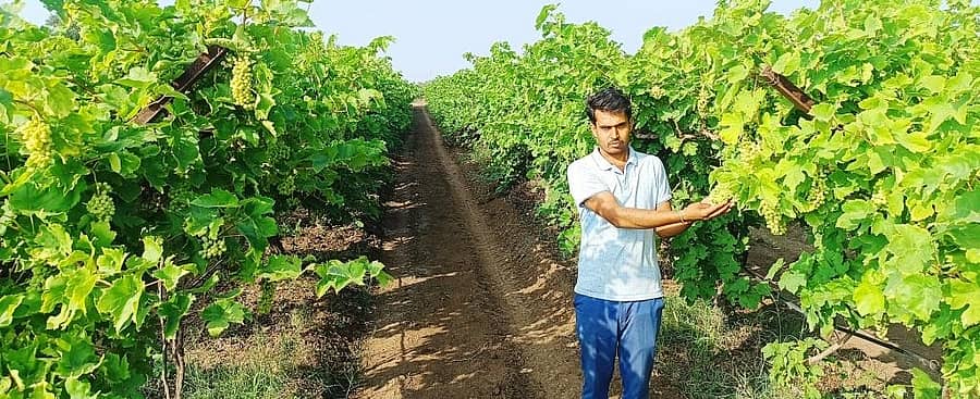 ಇಂಡಿ ತಾಲ್ಲೂಕಿನ ಹಿರೇರೂಗಿ ಗ್ರಾಮದ ಯುವ ರೈತ ಜಿತೇಂದ್ರ ಕಾಶಿನಾಥ ಕರ್ಕಿ ತಮ್ಮ ತೋಟದಲ್ಲಿ ಬೆಳೆದಿರುವ ದ್ರಾಕ್ಷಿ ಬೆಳೆಯೊಂದಿಗೆ