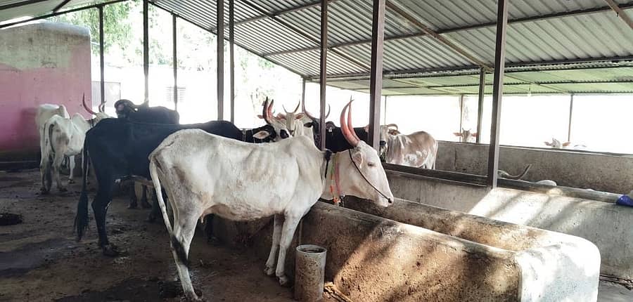 ಇಂಡಿ ತಾಲ್ಲೂಕಿನ ಸಾಲೋಟಗಿ ಗ್ರಾಮದ ಶ್ರೀ ಶಿವಯೋಗೇಶ್ವರ ದೇವಸ್ಥಾನದ ಗೋಶಾಲೆಯಲ್ಲಿರುವ ದನಗಳು