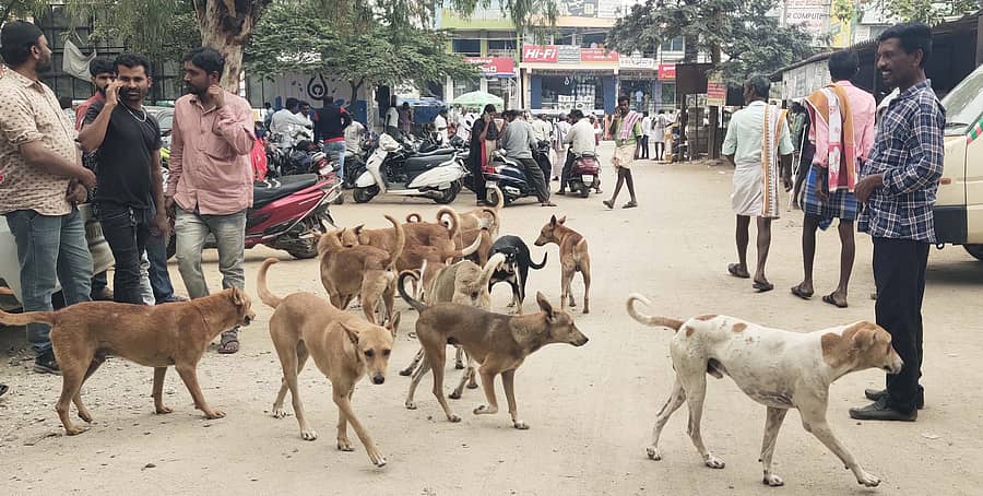 <div class="paragraphs"><p>ಸಾಂದರ್ಭಿಕ ಚಿತ್ರ</p></div>