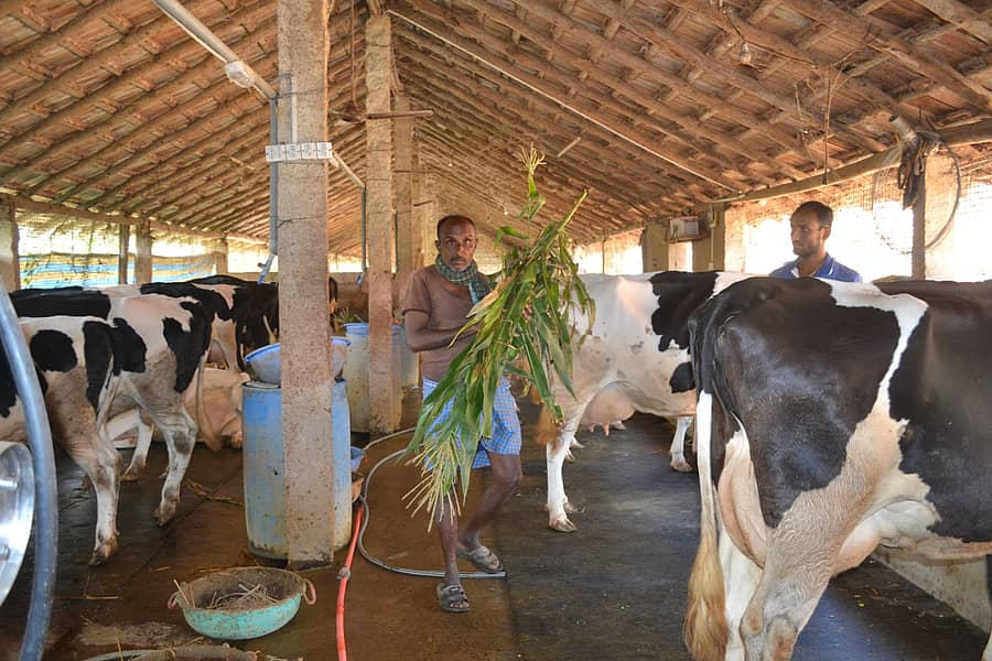 ಹುಣಸೂರು ತಾಲ್ಲೂಕಿನ ಎಮ್ಮೆಕೊಪ್ಪಲು ಗ್ರಾಮದ ದೇವರಾಜೇಗೌಡ ಅವರು ಹಸುಗಳಿಗೆ ಮೇವು ನೀಡಿದರು
