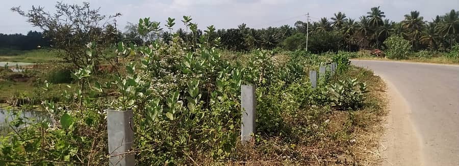 <div class="paragraphs"><p>ಮದ್ದೂರು ತಾಲ್ಲೂಕಿನ ಆಲೂರು ಗ್ರಾಮದ ಕೆರೆಯ ತಡೆಗೋಡೆಗಳು ಕಬ್ಬಿಣದ ಅಡ್ಡಗೋಡೆಗಳನ್ನು ಕಳ್ಳತನ ಮಾಡಲಾಗಿದೆ</p></div>