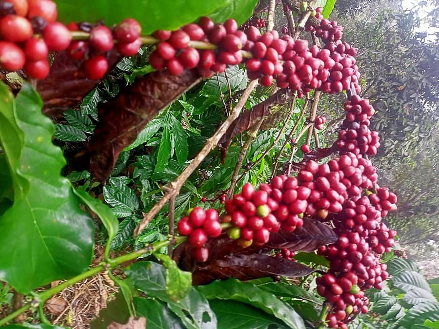 ರೊಬಸ್ಟಾ ಕಾಫಿ