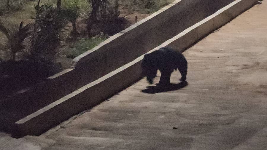 <div class="paragraphs"><p>ಕುಂಚಿಟಿಗ ಮಠದ ಆವರಣದಲ್ಲಿ ಕರಡಿ</p></div>