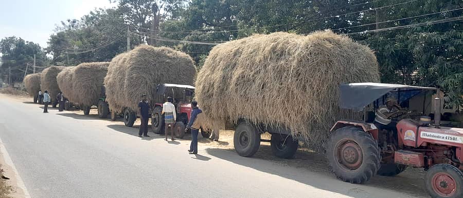 ಮಳವಳ್ಳಿ ಪಟ್ಟಣದ ಲೋಕೋಪಯೋಗಿ ಕಚೇರಿ ಮುಂದೆ ಸಾಲುಗಟ್ಟಿ ನಿಂತಿರುವ ತಿ.ನರಸೀಪುರದಿಂದ ಬಂದಿರುವ ಭತ್ತದ ಒಣ ಹುಲ್ಲು ತುಂಬಿರುವ ಟ್ರ್ಯಾಕ್ಟರ್