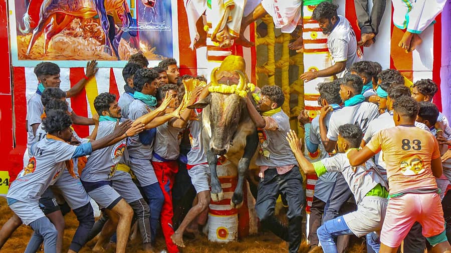 <div class="paragraphs"><p>ಪೊಂಗಲ್ ಹಬ್ಬದ ಅಂಗವಾಗಿ ಮದುರೈನ ಪಾಲಮೇಡುವಿನಲ್ಲಿ ನಡೆದ ಜಲ್ಲಿಕಟ್ಟು ಸ್ಪರ್ಧೆಯಲ್ಲಿ ಹೋರಿಯನ್ನು ಹಿಡಿಯುತ್ತಿರುವ ಯುವಕರು</p></div>