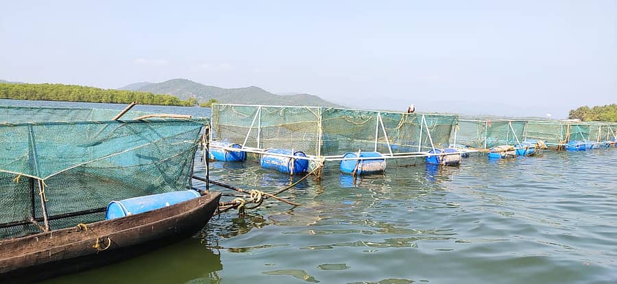 ಕಾರವಾರದ ಕಾಳಿನದಿಯಲ್ಲಿ ಕುರುಡೆ ಮೀನು ಬೆಳೆಸಲು ಅಳವಡಿಸಿರುವ ಪಂಜರ