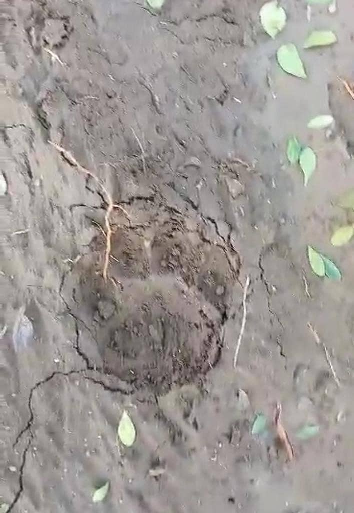 <div class="paragraphs"><p>ಹಂದಿ ಬೇಟೆಗೆ ಯತ್ನಿಸಿರುವ ಹುಲಿಯ ಹೆಜ್ಜೆ ಗುರುತುಗಳು</p></div>