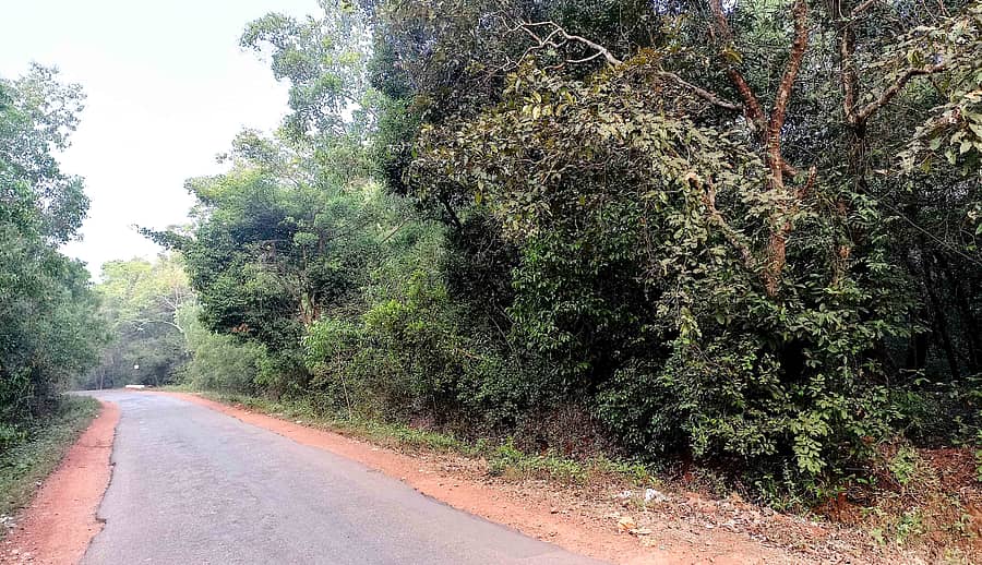 ಕುಮಟಾ ಪಟ್ಟಣದ ಹಳಕಾರ ವಿಲೇಜ್ ಫಾರೆಸ್ಟ್ ಪಂಚಾಯ್ತಿ ಅರಣ್ಯದ ನೋಟ