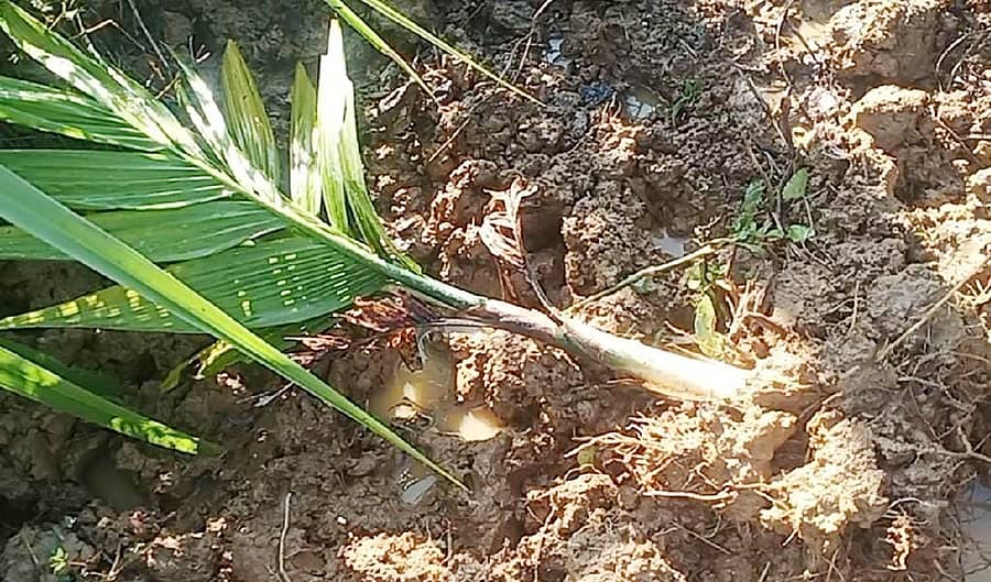 ಮೂಡಿಗೆರೆ ತಾಲ್ಲೂಕಿನ ಜಾಣಿಗೆ ಗ್ರಾಮದ ಮೋಹನ್ ಎಂಬುವವರ ತೋಟಕ್ಕೆ ಶುಕ್ರವಾರ ನಸುಕಿನಲ್ಲಿ ದಾಳಿ ನಡೆಸಿರುವ ಕಾಡು ಹಂದಿಗಳು ಮೂರು ವರ್ಷಗಳ ಅಡಿಕೆ ಸಸಿಗಳನ್ನು ಬುಡಮೇಲು ಮಾಡಿರುವುದು