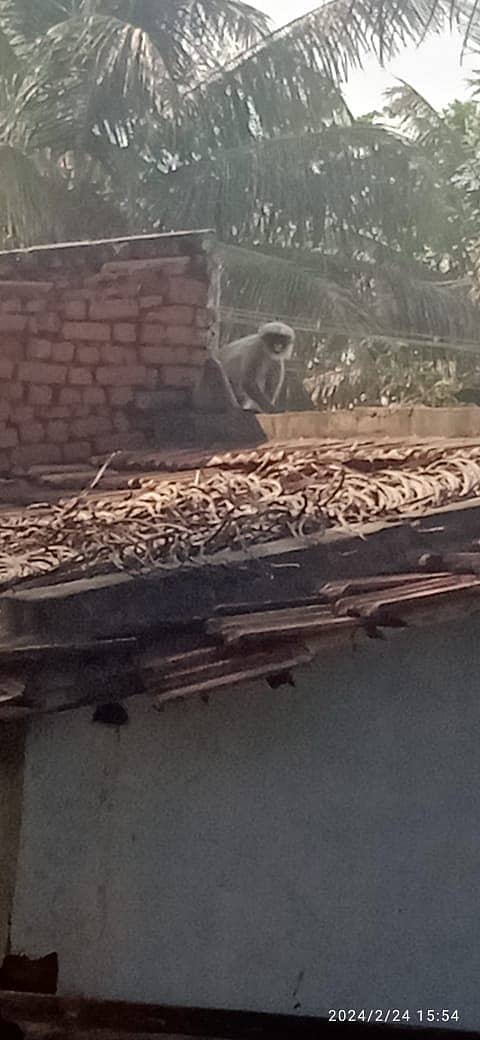 ಕಡರನಾಯ್ಕನಹಳ್ಳಿ ಗ್ರಾಮದ ನಾಗಪ್ಪ ಬಡಾವಣೆಯಲ್ಲಿ ದಾಳಿ ಮಾಡಲು ಹೊಂಚು ಹಾಕಿರುವ ಮುಷಿಯಾ