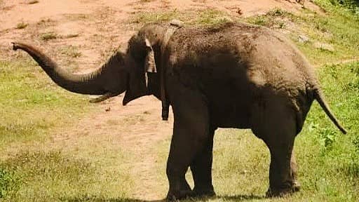 <div class="paragraphs"><p>ತನ್ನೀರ್ ಕೊಂಬನ್</p></div>