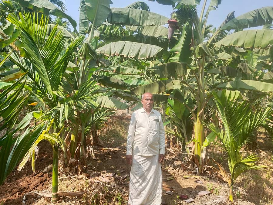 ಚಿಕ್ಕಜಾಜೂರು ಸಮೀಪದ ಹಿರಿಯೂರು ಗ್ರಾಮದ ತಮ್ಮ ತೋಟದಲ್ಲಿ ಬೆಳೆದ ಬಾಳೆ ಬೆಳೆಯೊಂದಿಗೆ ರೈತ ವಿಶ್ವೇಶ್ವರಯ್ಯ 