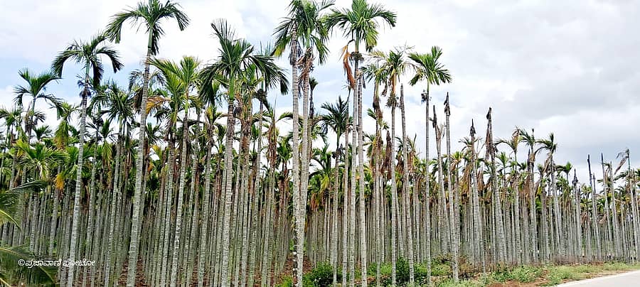 ತಾಲ್ಲೂಕಿನ ಮಲ್ಲೇಶ್ವರ ಬಳಿ ನೀರಿಲ್ಲದೆ ಒಣಗುತ್ತಿರುವ ಅಡಿಕೆ ತೋಟ
