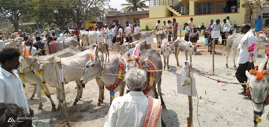 ಜಾನುವಾರು ಜಾತ್ರೆ (ಸಾಂದರ್ಭಿಕ ಚಿತ್ರ)