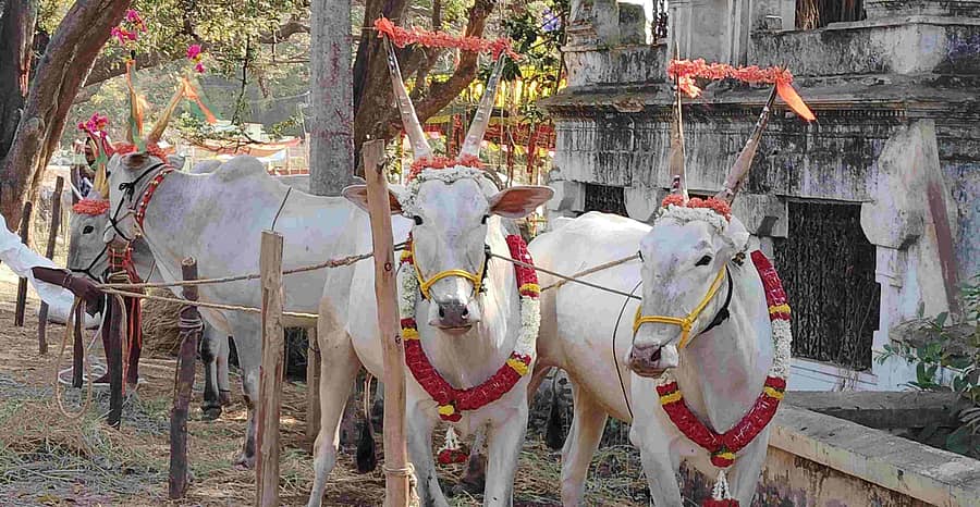 ಮುಡುಕುತೊರೆ ಜಾತ್ರೆಗೆ ಬಂದಿರುವ ರಾಸುಗಳು