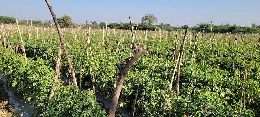 ಅಲಿಯಾಬಾದ್ ಪ್ರಗತಿಪರ ರೈತ ಬಿ.ಬಿ.ಲಮಾಣಿ ಅವರ ಹೊಲದಲ್ಲಿ ಹಸಿರಿನಿಂದ ನಳನಳಿಸುತ್ತಿರುವ ಟೊಮೆಟೊ ಗಿಡಗಳು