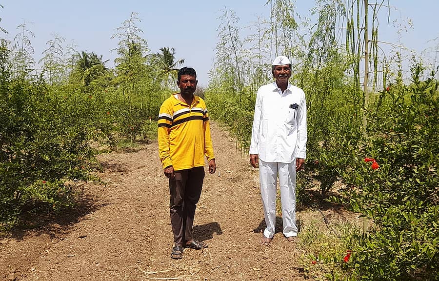ಮುಳಸಾವಳಗಿ ಗ್ರಾಮದ ತಮ್ಮ ತೋಟದಲ್ಲಿ ನುಗ್ಗೆ ಹಾಗೂ ದಾಳಿಂಬೆ ಗಿಡಗಳ ಕುರಿತು ಮಾಹಿತಿ ಒದಗಿಸಿ ಸಹಾಯಕನೊಂದಿಗೆ ಗುರುಬಸಯ್ಯ ಹಿರೇಮಠ ನಿಂತಿರುವುದು.