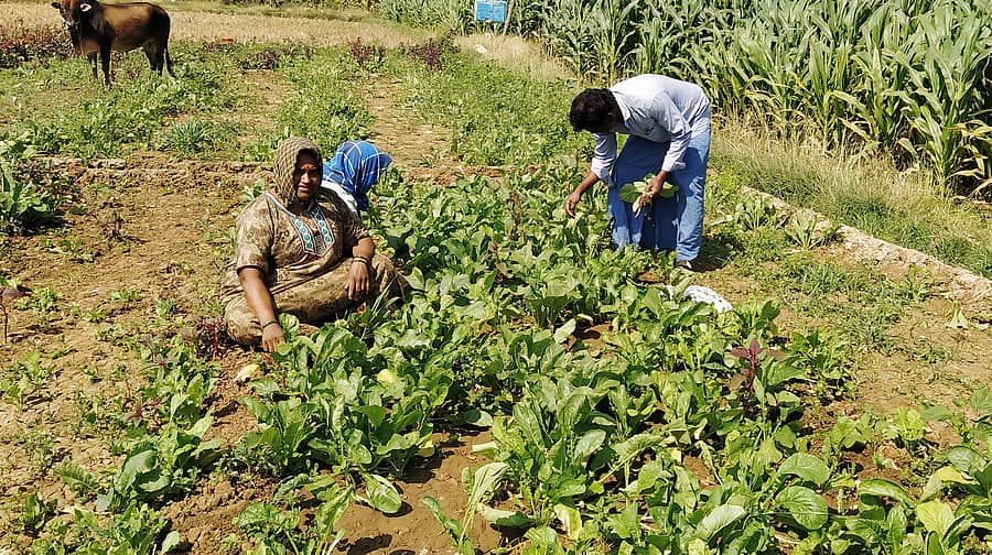 ತಿಳವಳ್ಳಿ ಸಮೀಪದ ಬ್ಯಾತನಾಳ ಗ್ರಾಮದ ಹೋಲದಲ್ಲಿ ಸೊಪ್ಪು ಕೊಯ್ಲು ಮಾಡುತ್ತಿರುವ ಮಹಿಳೆಯರು