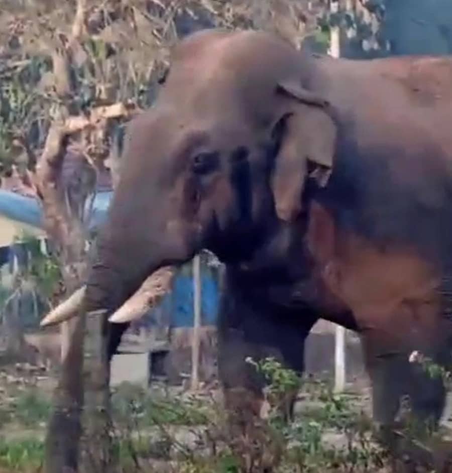 ಬೇಲೂರು ತಾಲ್ಲೂಕಿನ ಕಣಗುಪ್ಪೆ ಗ್ರಾಮದಲ್ಲಿ ಕಾಣಿಸಿಕೊಂಡ ಆನೆ