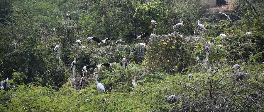 ವಿಜಯಪುರ ನಗರದಲ್ಲಿರುವ ಕಲ್ಲಿನ ಗಣಿಯ ನಡುಗಡ್ಡೆಯಲ್ಲಿನ ಜಾಲಿ ಗಿಡಗಳ ಮೇಲೆ ಕುಳಿತಿರುವ ಪಕ್ಷಿಗಳು