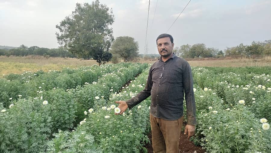 ಖಟಕಚಿಂಚೋಳಿ ಬಳಿ ಸೇವಂತಿ ಹೂವಿನ ತೋಟದಲ್ಲಿ ಬೆಳೆಯೊಂದಿಗೆ ರೈತ ಸಿದ್ಧಪ್ಪ ಬೆಳಕೇರಿ