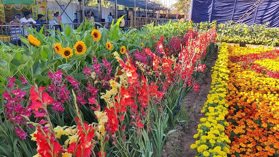 ಸುತ್ತೂರು ಜಾತ್ರಾ ಮಹೋತ್ಸವ ಪ್ರಯುಕ್ತ ಆಯೋಜಿಸಿರುವ ಕೃಷಿಮೇಳದಲ್ಲಿ ಬೆಳೆಯಲಾದ ಪುಷ್ಪಕೃಷಿ