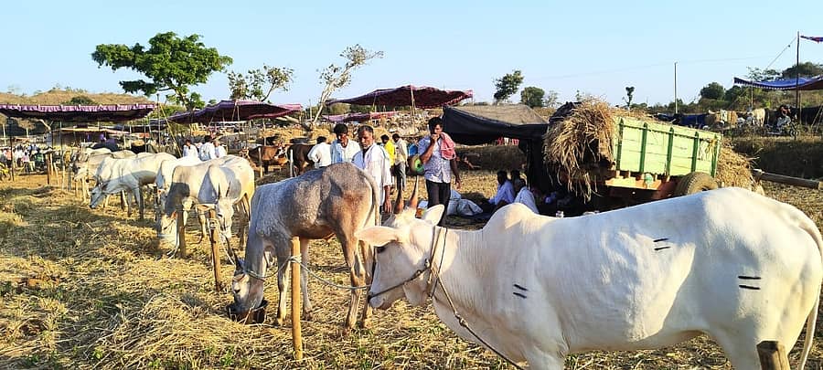 <div class="paragraphs"><p>ಹೇಮಗಿರಿ ದನಗಳ ಜಾತ್ರೆಗೆ ರಾಸುಗಳು ಬಂದಿರುವುದು</p></div>