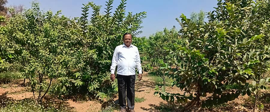 <div class="paragraphs"><p>ನರೇಗಲ್ ಸಮೀಪದ ಜಕ್ಕಲಿ ಗ್ರಾಮದ ಸರಹದ್ದಿನಲ್ಲಿರುವ ಪೇರು ಹಾಗೂ ಶ್ರೀಗಂಧದ ತೋಟದಲ್ಲಿ ನಿವೃತ್ತ ಶಿಕ್ಷಕ ಎಂ.ಎಸ್.ಧಡೆಸೂರಮಠ</p></div>