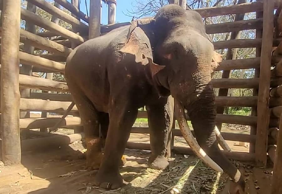 ಶಿವಮೊಗ್ಗದ ಸಕ್ರೆಬೈಲು ಆನೆ ಶಿಬಿರದಲ್ಲಿ ಸೆರೆಯಲ್ಲಿರುವ ಸಲಗ