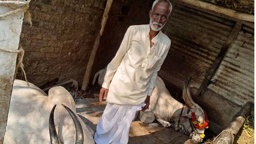 ಇಳಕಲ್ ಸಮೀಪದ ತುಂಬ ಗ್ರಾಮದಲ್ಲಿ ಸಂಶಯಾಸ್ಪದ ಸಾವಿಗೀಡಾದ ಎತ್ತುಗಳೊಂದಿಗೆ ರೈತ ನಿಂಗನಗೌಡ ಅಗಸಿಮುಂದಿನ ಚಿತ್ರದಲ್ಲಿದ್ದಾರೆ