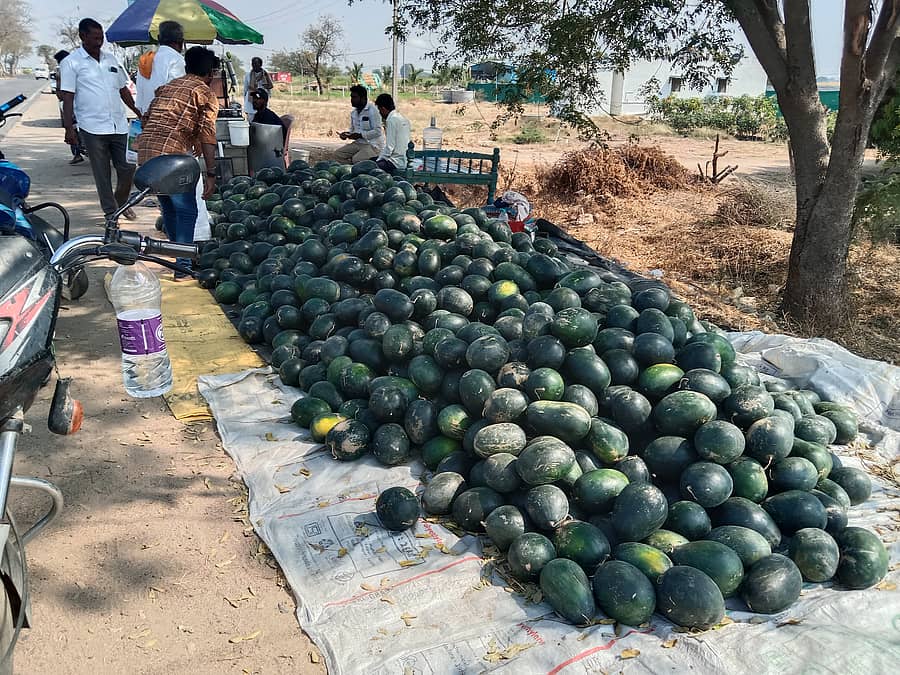 ಯಾದಗಿರಿ–ಶಹಾಪುರ ರಾಜ್ಯ ಹೆದ್ದಾರಿಯಲ್ಲಿ ಕಲ್ಲಂಗಡಿ ಹಣ್ಪಿನ ವ್ಯಾಪಾರ ಭರ್ಜರಿ ನಡೆದಿದೆ