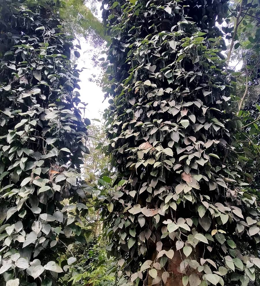 ಸೋಮವಾರಪೇಟೆ ಸಮೀಪದ ಹಿರಿಕರ ಗ್ರಾಮದ ತೋಟದಲ್ಲಿ ಕಾಳು ಮೆಣಸಿನಲ್ಲಿ ಫಸಲು ಹಿಡಿದಿರುವುದು.