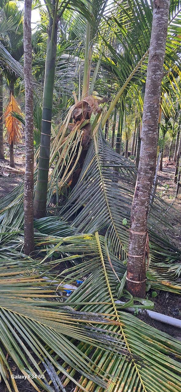 ಕುಶಾಲನಗರ ಸಮೀಪ ಆನೆಕಾಡು ಸುತ್ತಮುತ್ತ ಕಾಡಾನೆ ಹಾವಳಿ ತೀವ್ರಗೊಂಡಿದ್ದು, ರೈತರ ತೋಟಕ್ಕೆ ಲಗ್ಗೆ ಹಾಕಿದ ಕಾಡಾನೆಗಳು ತೆಂಗು, ಅಡಿಕೆ ಗಿಡಗಳನ್ನು ತಿಂದು, ಮುರಿದು ಹಾನಿ ಮಾಡಿವೆ