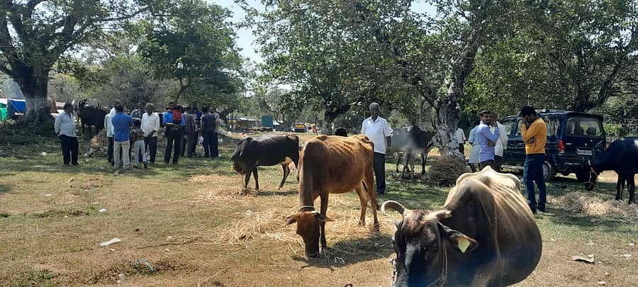 ಗುಡುಗಳಲೆ ಜಯದೇವ ಜಾನುವಾರು ಜಾತ್ರೆಯ ಕೊನೆಯ ದಿನವಾದ ಶುಕ್ರವಾರ ಹೆಚ್ಚಿನ ಸಂಖ್ಯೆಯಲ್ಲಿ  ಜಾನುವಾರುಗಳು ಆಗಮಿಸಿದ್ದು, ಸಾರ್ವಜನಿಕರು ಇವುಗಳನ್ನು ವೀಕ್ಷಿಸಿ ಸಂಭ್ರಮಿಸಿದರು.