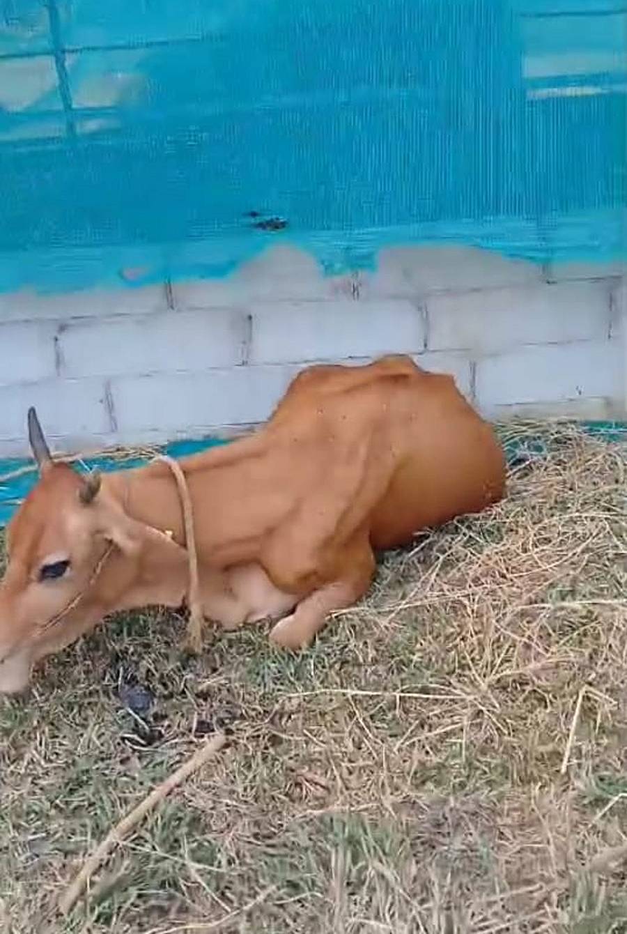 ನಾಪೋಕ್ಲು ಸಮೀಪದ ಕೊಟ್ಟ ಮುಡಿಯಲ್ಲಿ ಯೂಸುಫ್ ಹಾಜಿ ಎಂಬವರಿಗೆ ಸೇರಿದ ಹಸು ಗಾಯಗೊಂಡಿರುವುದು